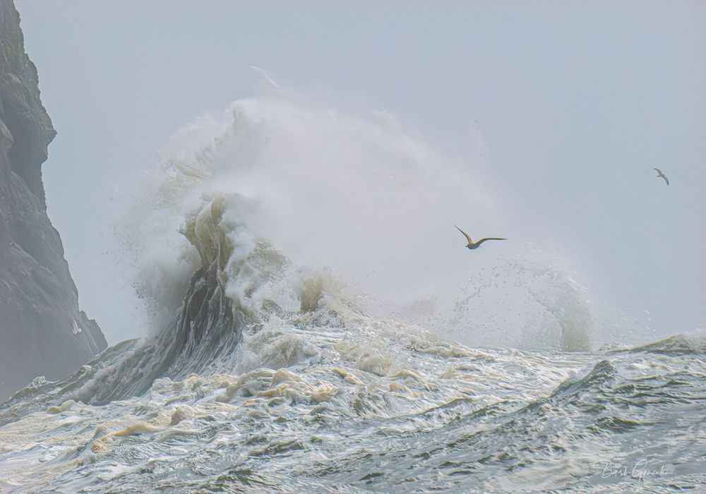 seagulls and King Tide Wave