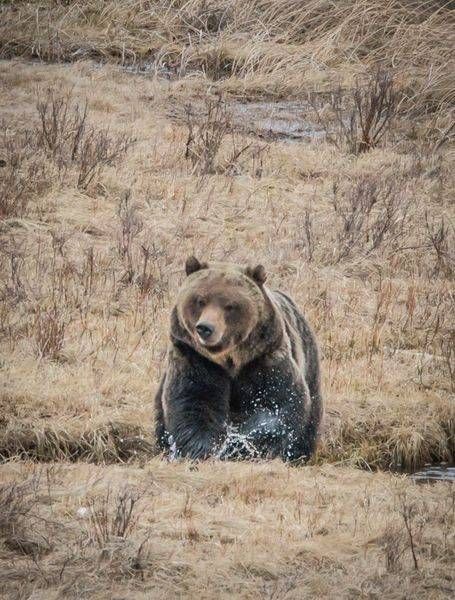 Grizzlysplash Photography Art | Barb Gonzalez Photography
