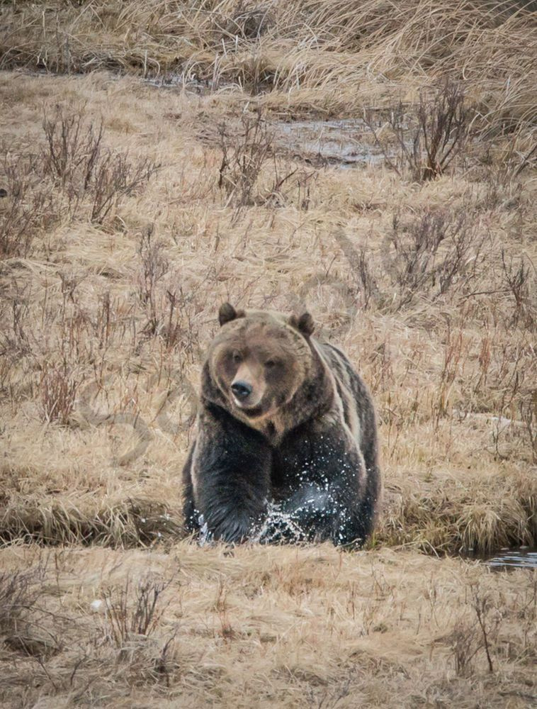Grizzlysplash Photography Art | Barb Gonzalez Photography