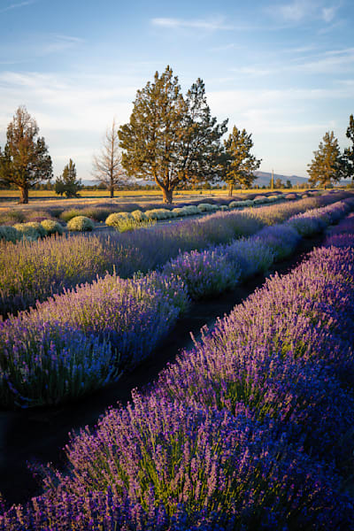 Goldenhourlavender 2 Photography Art | Barb Gonzalez Photography