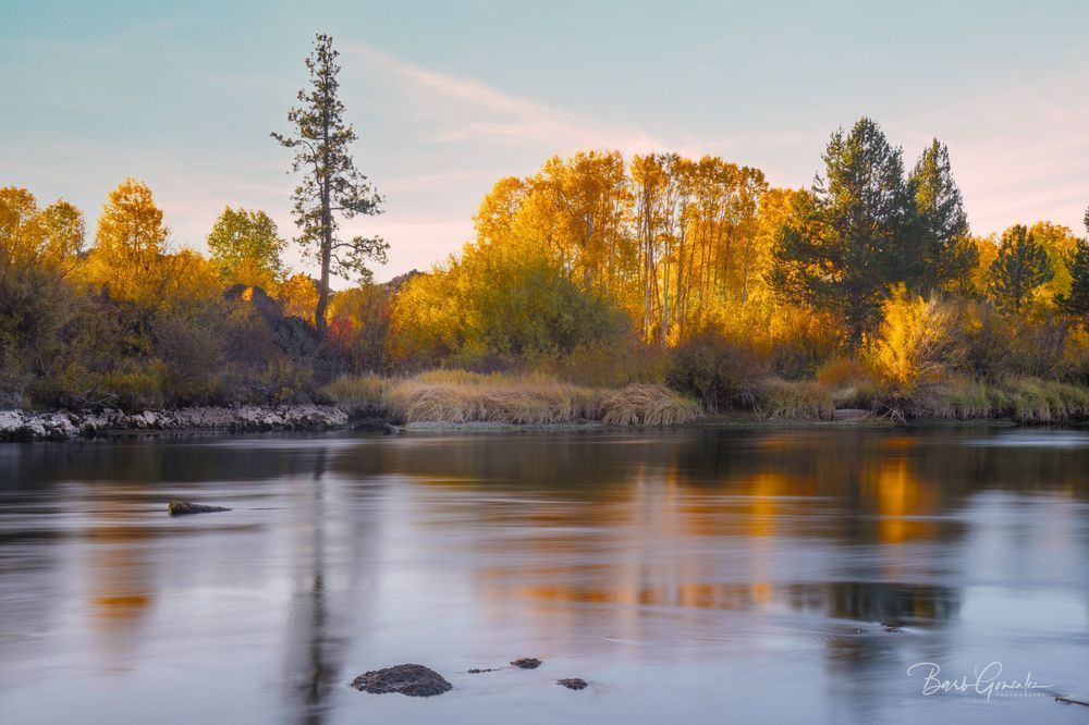 Goldenautumntreesinsmoothdeschutes Photography Art | Barb Gonzalez Photography
