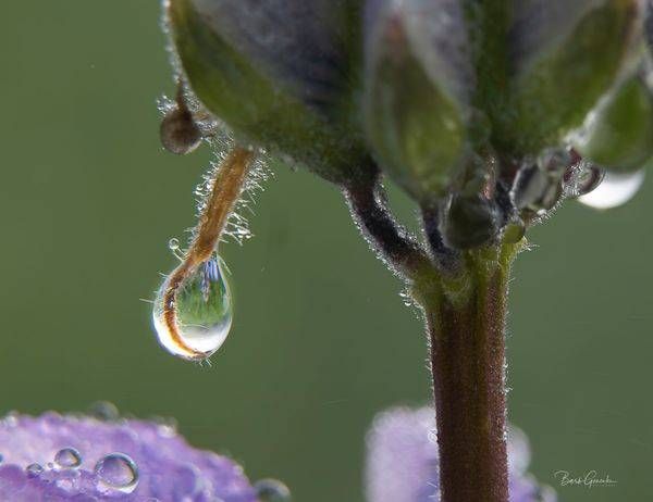 Dew Drop Image Photography Art | Barb Gonzalez Photography