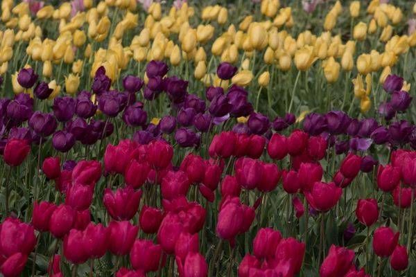 Deep Colored Tulips Photography Art | Barb Gonzalez Photography