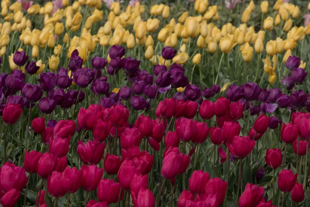 Deep Colored Tulips Photography Art | Barb Gonzalez Photography