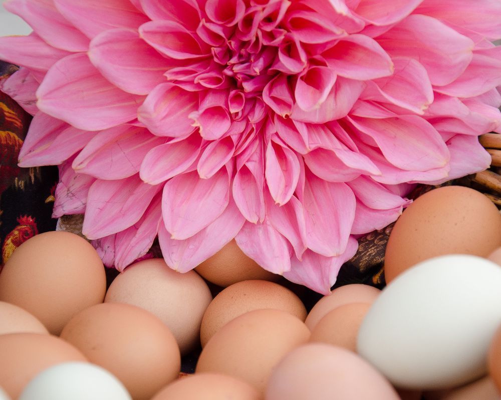 Dahlia Andeggs Photography Art | Barb Gonzalez Photography