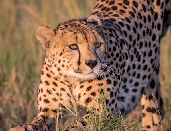 Downward Facing Cheetah Photography Art | Barb Gonzalez Photography