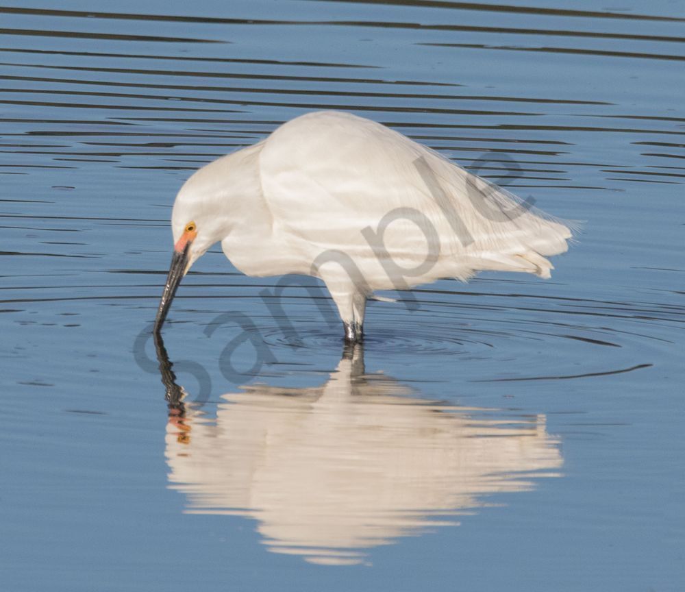Egret Reflection Photography Art | Barb Gonzalez Photography