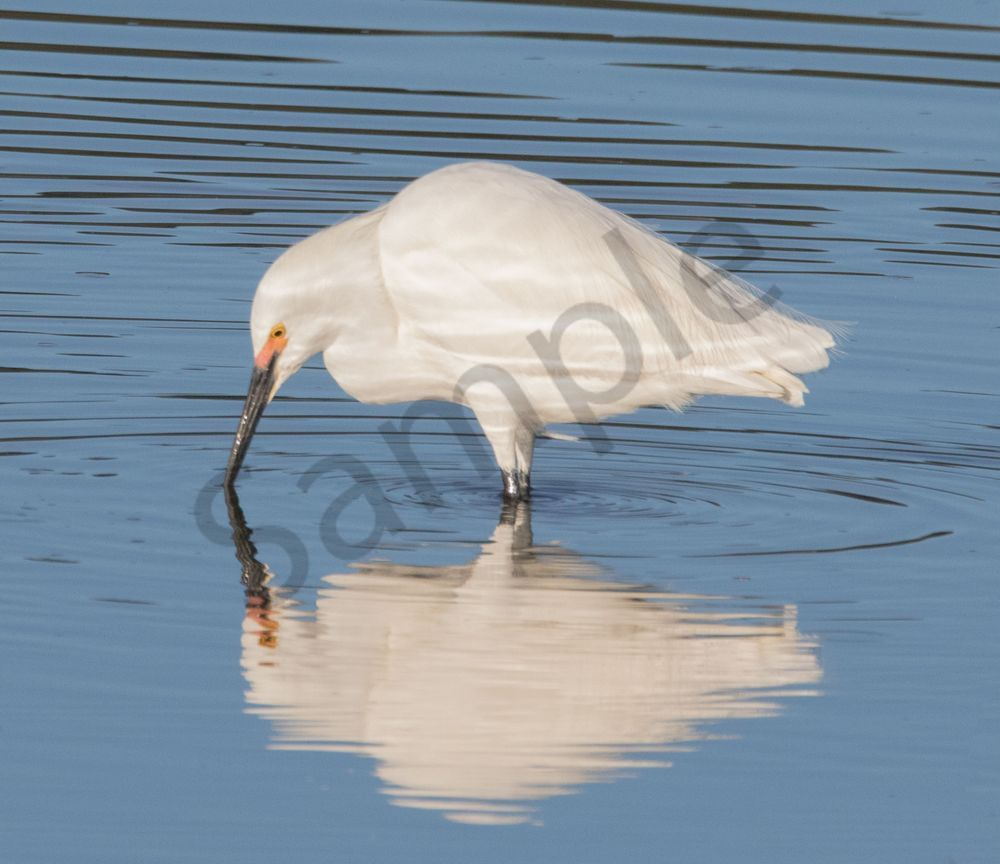Egret Reflection Photography Art | Barb Gonzalez Photography
