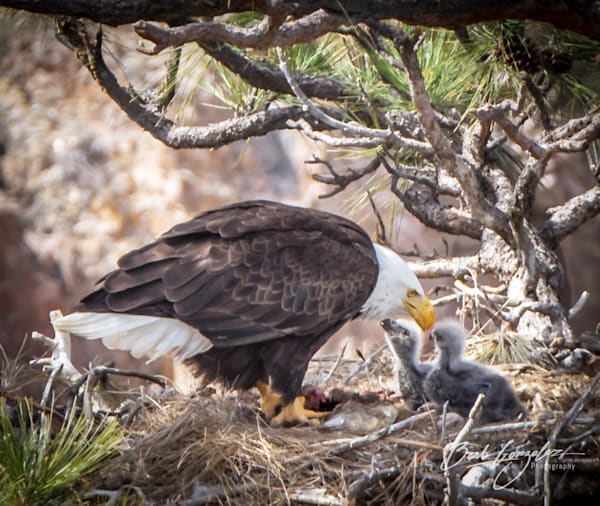 Mother eagle shares love with Eaglets | Barb Gonzalez Photography