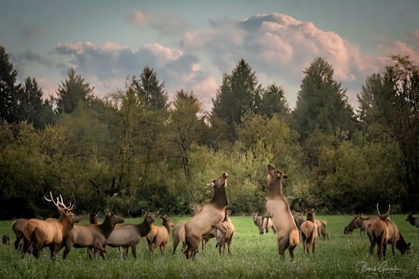 Elkdancecolor Photography Art | Barb Gonzalez Photography