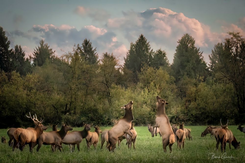 Elkdancecolor Photography Art | Barb Gonzalez Photography