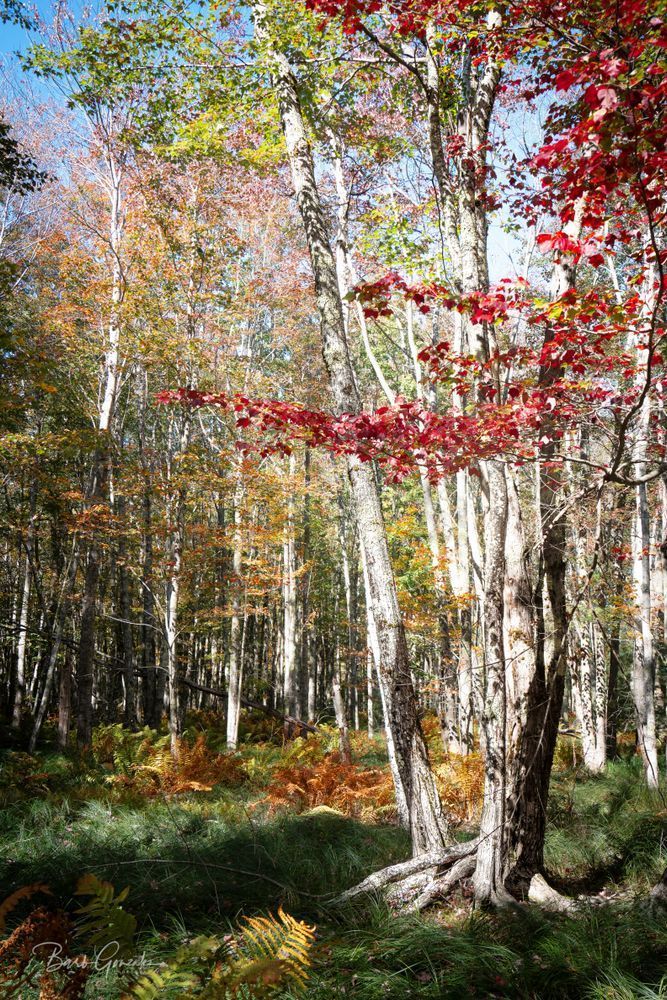 Jesup Path Autumn Trees Photography Art | Barb Gonzalez Photography