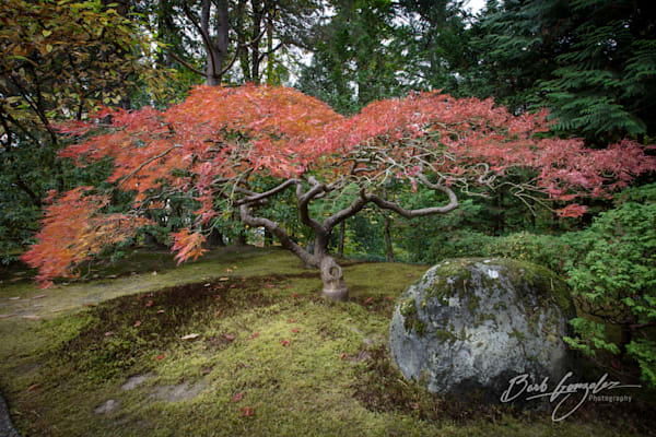Japanese zen Gardens maple in autumn colors photo for sale by Barb Gonzalez Photography