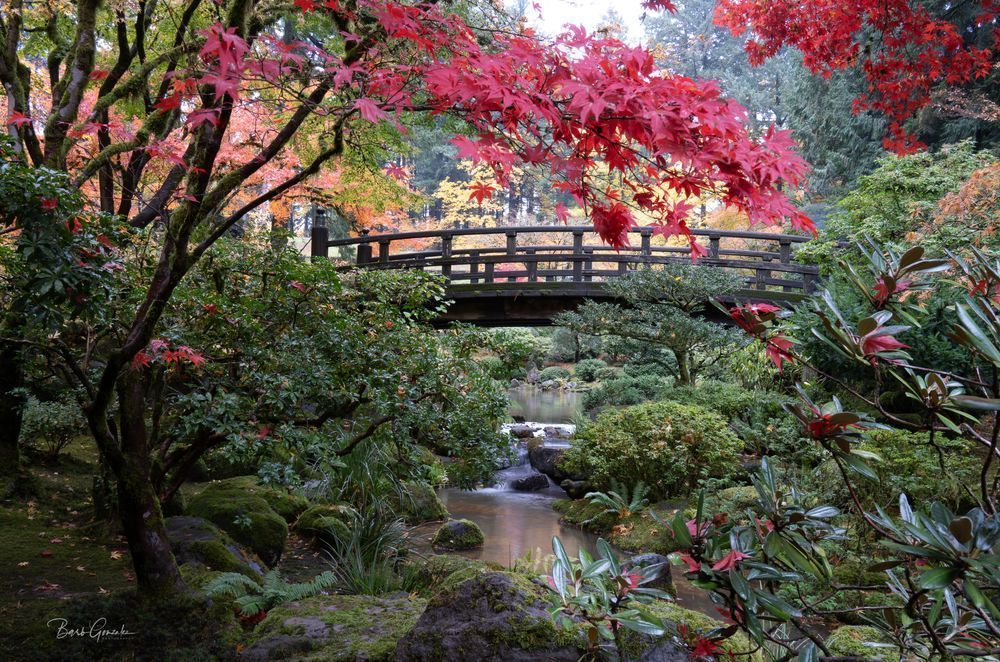 Japanesegardenbridgeredtrees Photography Art | Barb Gonzalez Photography
