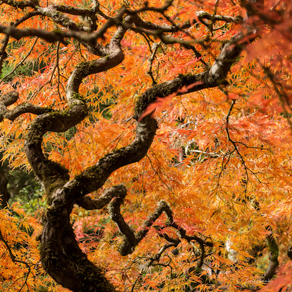 Japanese Garden Tree Peak Coaster Photography Art | Barb Gonzalez Photography