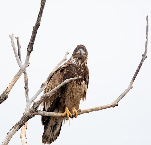 Juvenile Bald Eagle In Tree Photography Art | Barb Gonzalez Photography