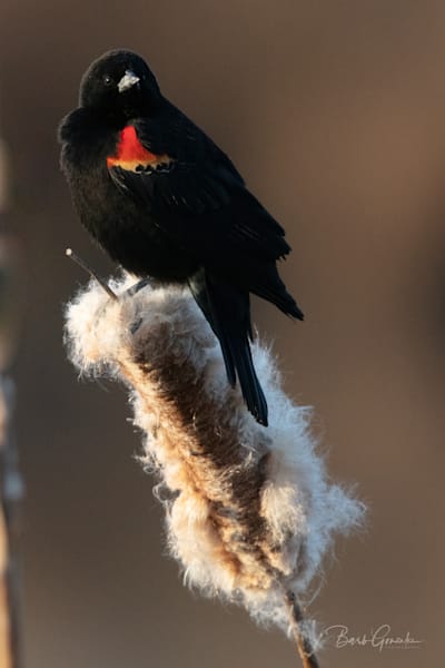Red Winged Black Bird Photography Art | Barb Gonzalez Photography