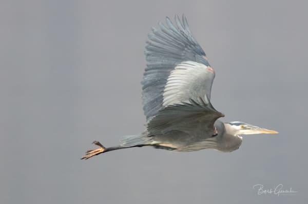Great Blue Heron In Flight Photography Art | Barb Gonzalez Photography