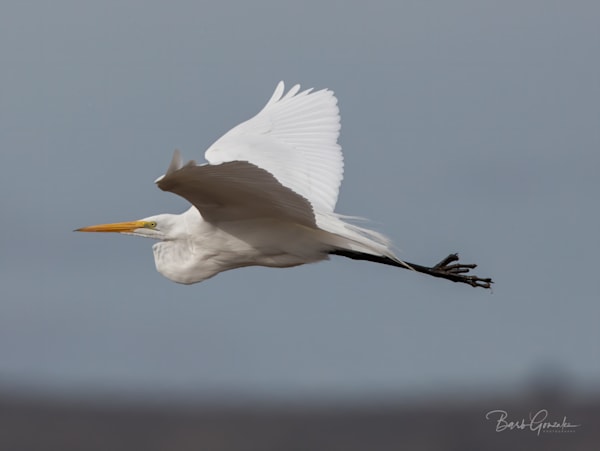 White Egret In Flight Photography Art | Barb Gonzalez Photography