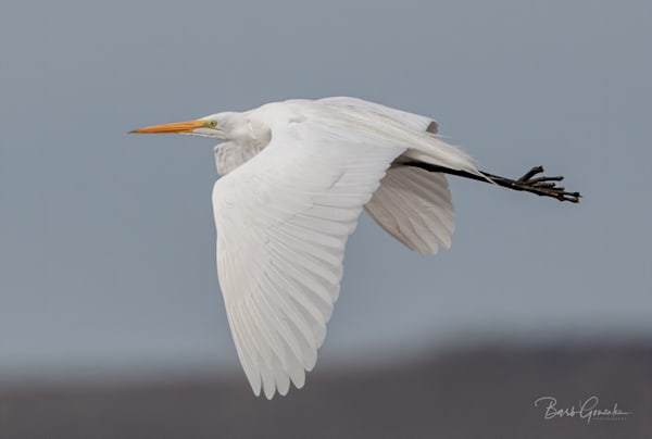 Close White Egret in flight with lowered wings photo for sale by Barb Gonzalez Photography