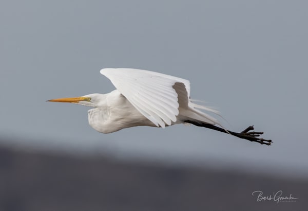 Soaring close up of white egret in flight photo for sale by Barb Gonzalez Photography.