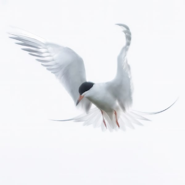 Hikeyternsquare Photography Art | Barb Gonzalez Photography