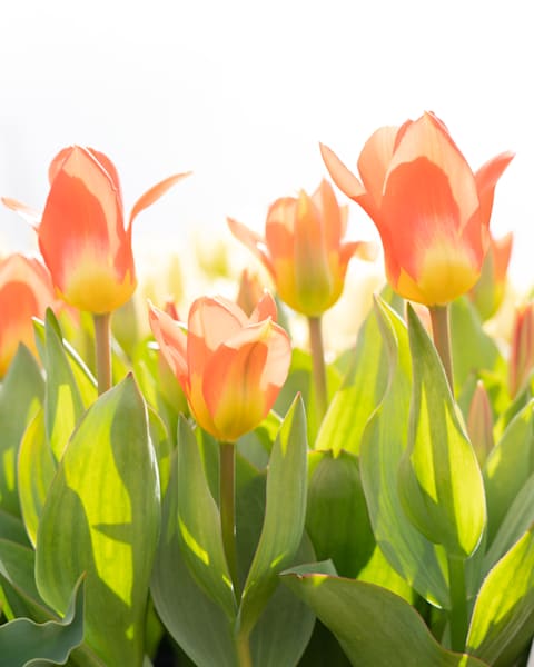 Artistic Orange Tulip fine art print for sale by Barb Gonzalez Photography