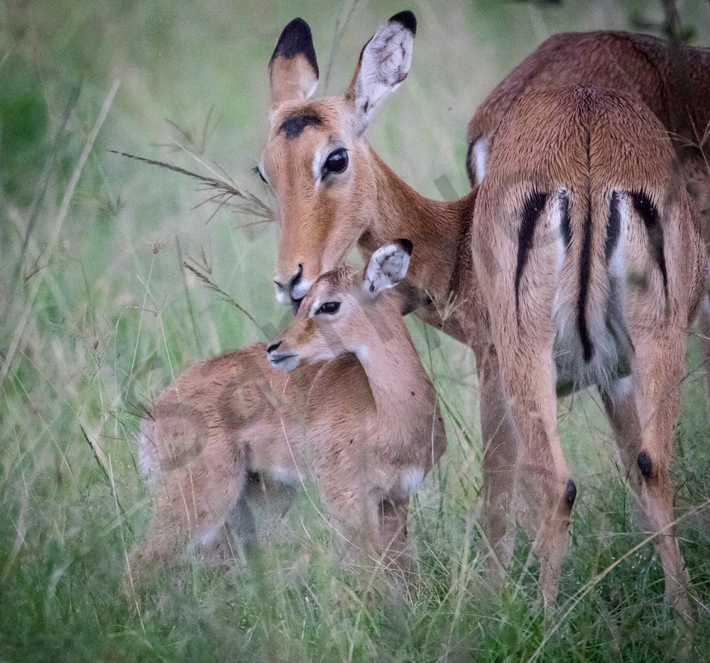 Impala Mother And Baby Photography Art | Barb Gonzalez Photography