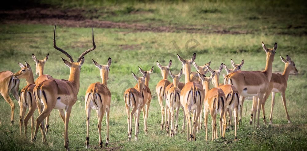 Impalas  Wide Photography Art | Barb Gonzalez Photography