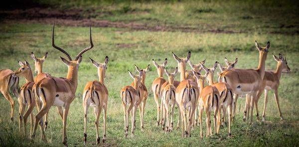 Impalas  Wide Photography Art | Barb Gonzalez Photography