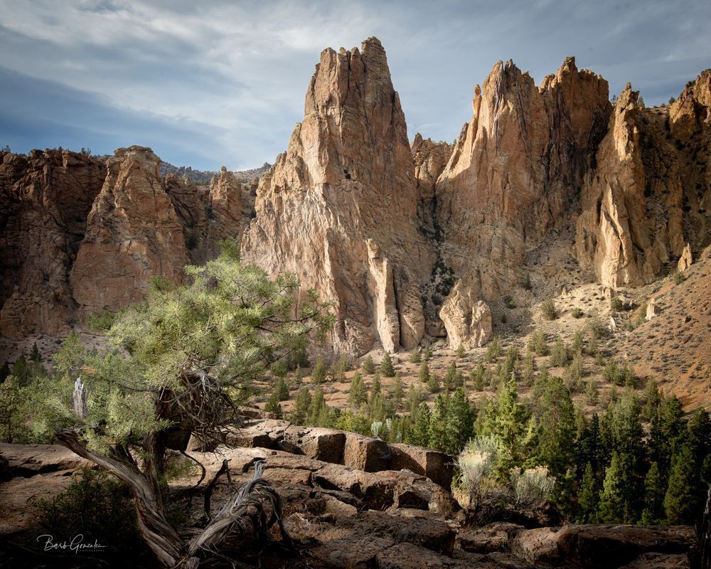 North Smith Rock Tree Photography Art | Barb Gonzalez Photography
