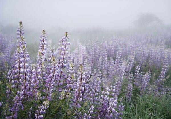 Lupinetrailingfog Photography Art | Barb Gonzalez Photography