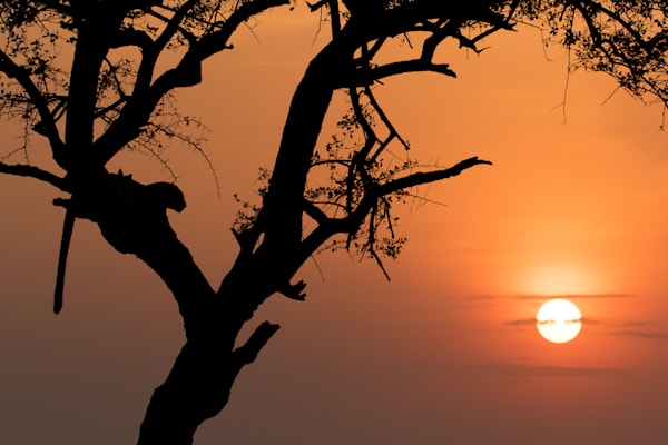 African Wildlife Photos for sale | Barb Gonzalez Photography