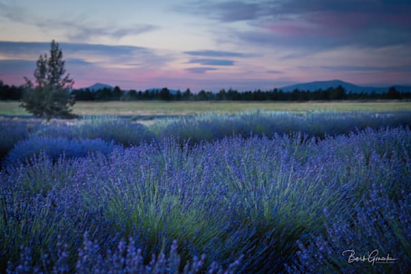 Lavenderskyoverlavender Photography Art | Barb Gonzalez Photography