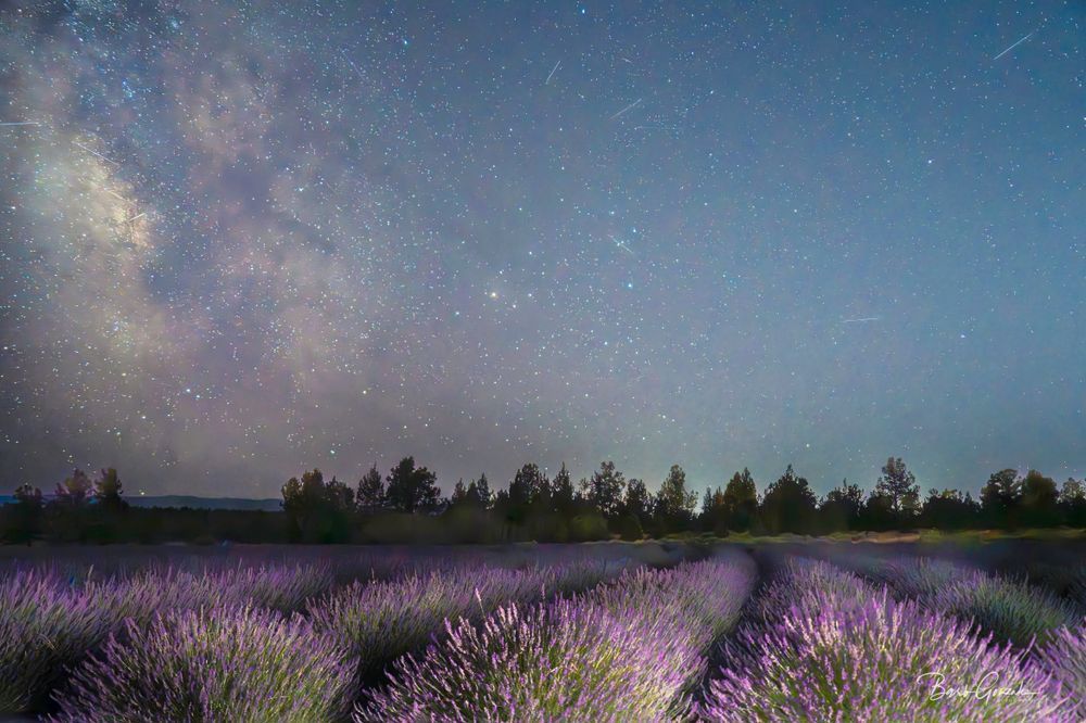 Lavender Meteors Photography Art | Barb Gonzalez Photography