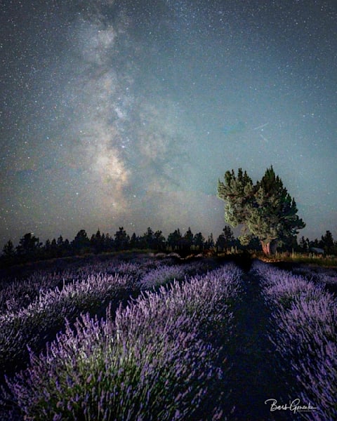 Lavender Lit Tree Photography Art | Barb Gonzalez Photography