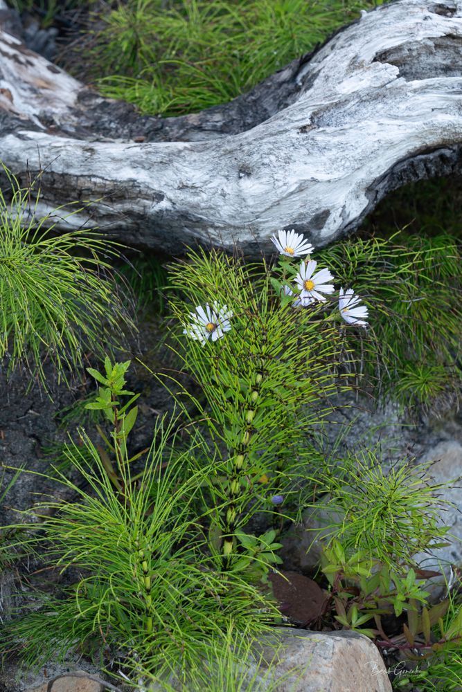 Flowers And Driftwood Photography Art | Barb Gonzalez Photography