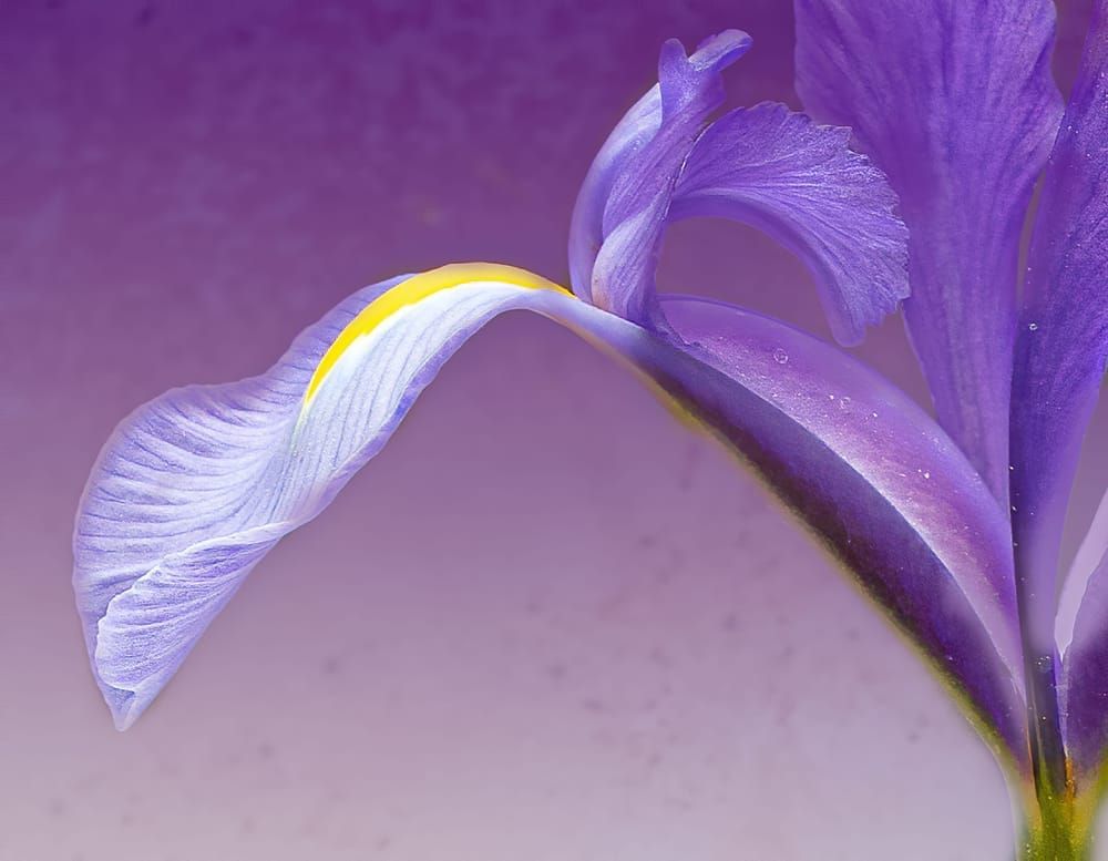 Flowing closeup of purple iris flower photo for sale by Barb Gonzalez Photography