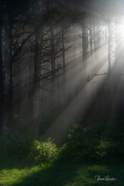 Fog Light Rays Through Trees Photography Art | Barb Gonzalez Photography