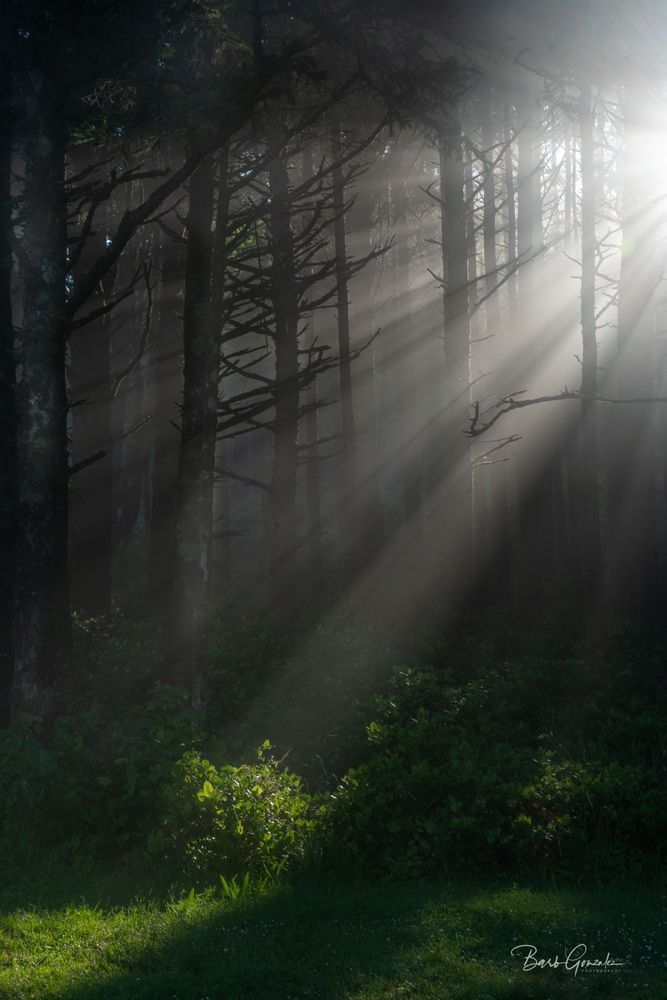 Fog Light Rays Through Trees Photography Art | Barb Gonzalez Photography