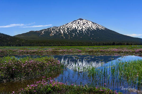 Mt Bachelor And Pink Flowers Photography Art | Barb Gonzalez Photography
