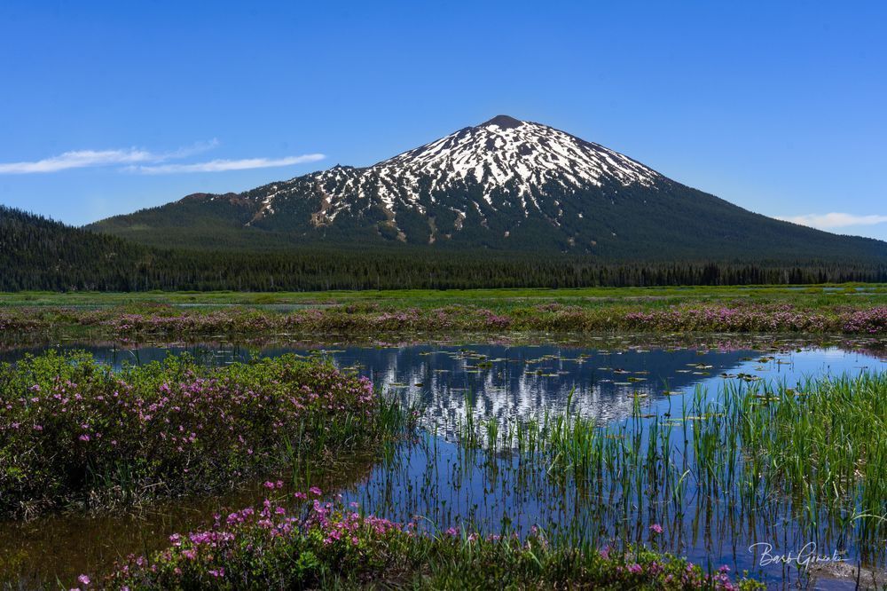 Mt Bachelor And Pink Flowers Photography Art | Barb Gonzalez Photography