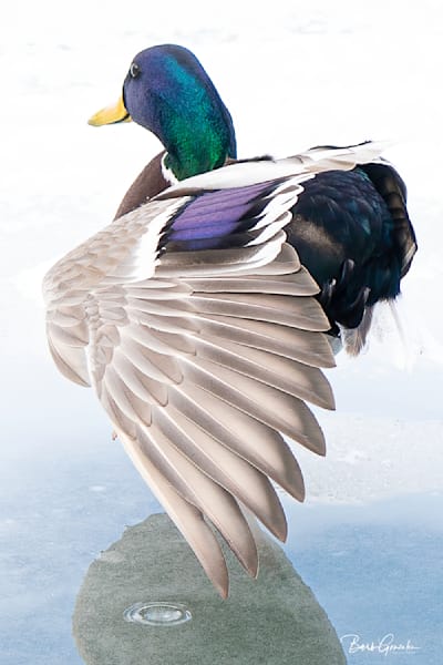 Bird Photos for sale | Barb Gonzalez photography