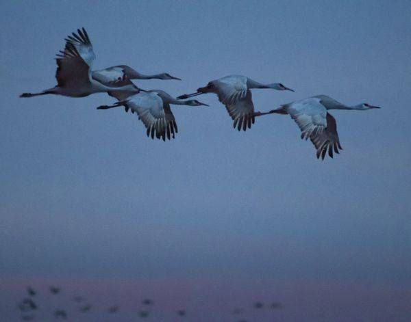 Magenta Flying Sandhills Photography Art | Barb Gonzalez Photography