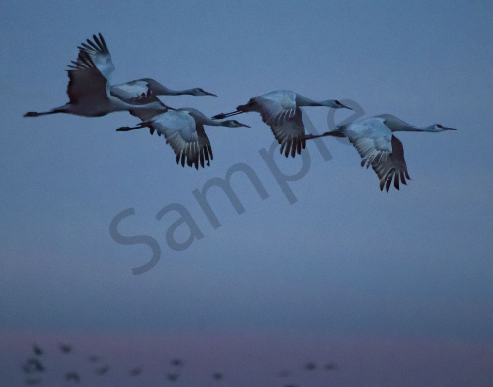 Magenta Flying Sandhills Photography Art | Barb Gonzalez Photography