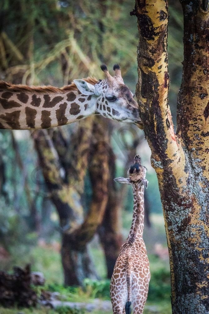 Mother and newborn giraffe eat tree in Africa Photo for sale by Barb Gonzalez Photography