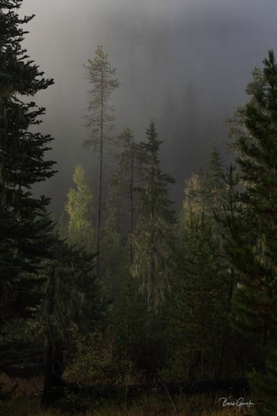 Moody Foggy Trees Photography Art | Barb Gonzalez Photography