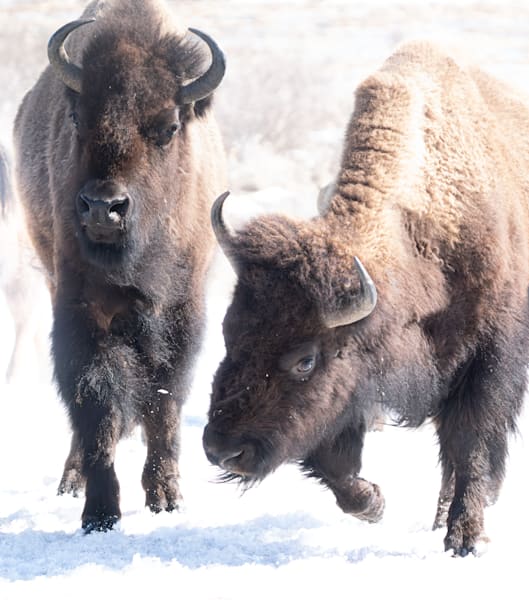 Animal photos for sale--Barb Gonzalez Photography