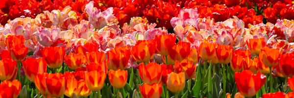 Ruffled Tulip   Wide Photography Art | Barb Gonzalez Photography
