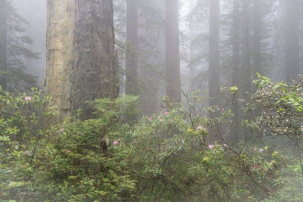 Redwoodsnrhodies Photography Art | Barb Gonzalez Photography